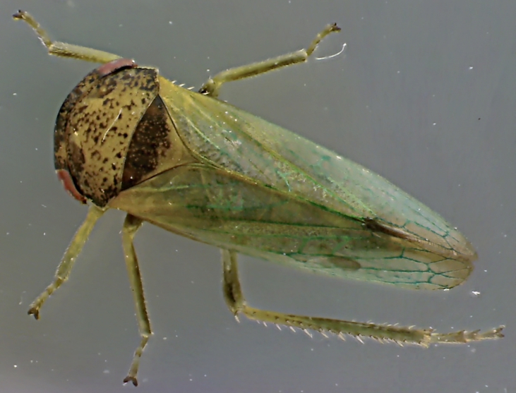 Iassus lanio.jpg